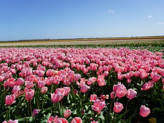 Appartamento Julianadorp Ambiente 15