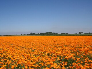 Vakantiehuis Ouddorp Omgeving 26