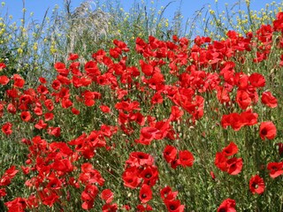 Casa per le vacanze Ouddorp Ambiente 16