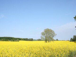 Holiday apartment Rerik Environment 14