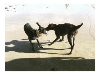 Chalet Bretteville-sur-Ay Ambiente 15