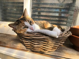 Appartamento per vacanze Bergen (Holland) Registrazione all'aperto 3