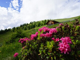 Appartamento per vacanze Gsies Registrazione all'aperto 9