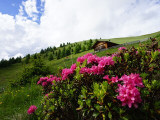 Appartamento per vacanze Gsies Ambiente 26