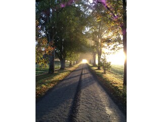 Die kleine Allee zum Haus