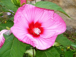 Appartamento per vacanze Šilo Documento 41