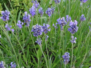 Appartamento per vacanze Carolinensiel Registrazione all'aperto 4