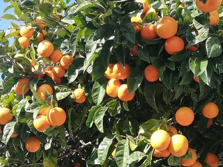 Appartamento per vacanze Torrox Costa Registrazione all'aperto 7