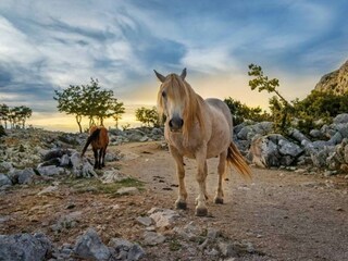 Villa Makarska Caratteristiche 57