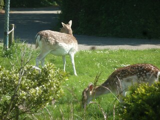Appartamento per vacanze Oostkapelle Registrazione all'aperto 4