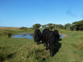 Appartamento per vacanze Oostkapelle Caratteristiche 34