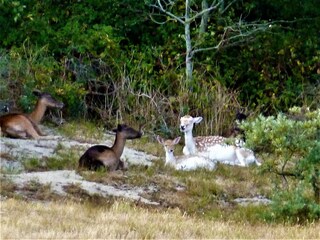 Appartamento per vacanze Oostkapelle Caratteristiche 35