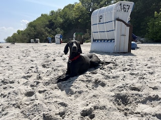 Hunde sind herzlich willkommen