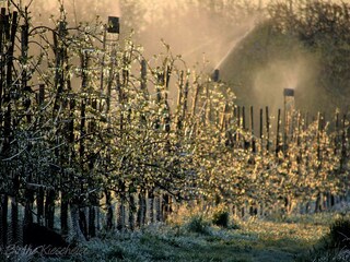 Eisblüte