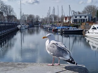 Casa per le vacanze Kamperland Ambiente 19