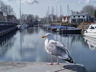 Ferienhaus Kamperland Umgebung 19