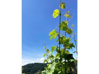 Ferienwohnung Enkirch Außenaufnahme 15