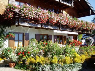 Blumentraum in Sommer