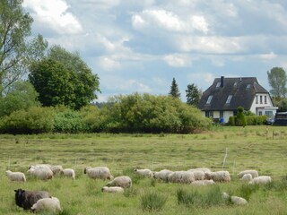 Auch hinter unserem Haus Schafe