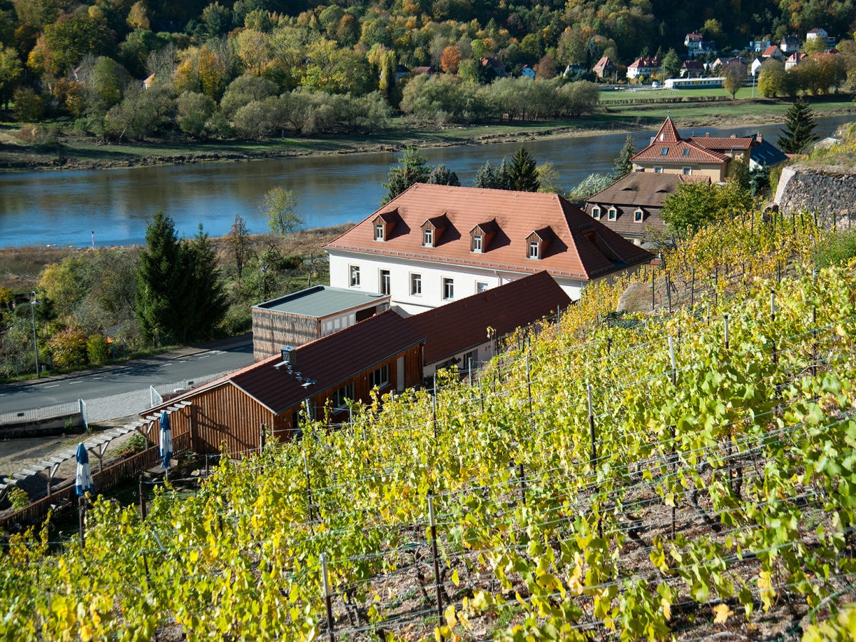 Blick auf Weingut und Elbe