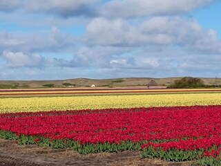 Appartamento Callantsoog Ambiente 25