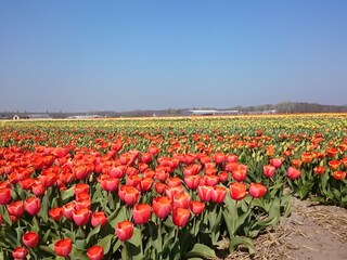 Appartamento Callantsoog Ambiente 20