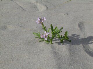 Ostfriesischer Kaktus