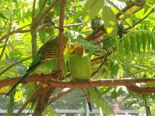 "Unser Pitzi" im Tierpark Sababurg