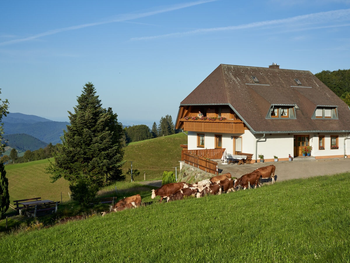 Austrieb am frühen Morgen