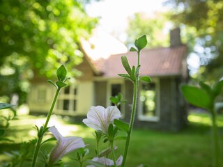 Casa per le vacanze Groot Valkenisse Registrazione all'aperto 8