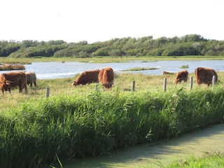 Appartamento per vacanze Den Helder Ambiente 13