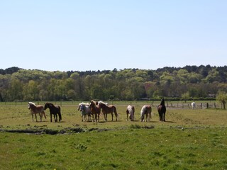 Appartamento per vacanze Schoorl Registrazione all'aperto 5