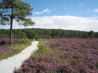 Dünenlandschaft mit Heide