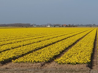Casa per le vacanze Julianadorp Ambiente 21