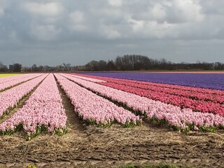 Casa per le vacanze Julianadorp Ambiente 18
