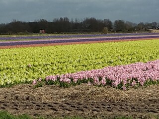 Casa per le vacanze Julianadorp Ambiente 19