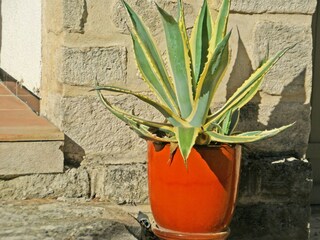 Villa Saint-Pierre-de-Vassols  40