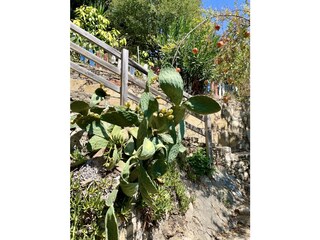 Feigen-Kaktus mit frischen Früchten und Granatäpfel