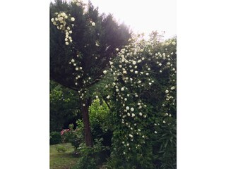 Rose bush in the kiwi garden