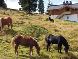 Pferde vor der Skihütte