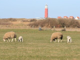 Casa per le vacanze De Cocksdorp Ambiente 27