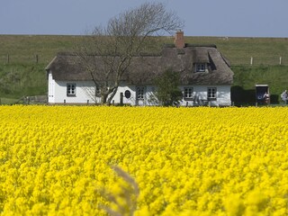Rapsblüte