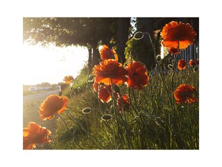 Mohnblüte am Deich