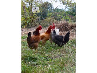 Fridolin mit seinen Damen Hanni, Nanni & Liselotte