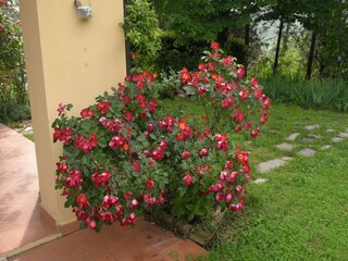 Holiday house Strada in Chianti Outdoor Recording 5