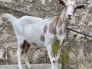 Casale Hvar (Stadt) Ambiente 28