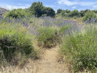 Cottage Hvar (Stadt) Outdoor Recording 15