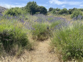 Lavendelfeld um Brusje herum