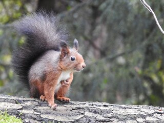 Eichhörnchen