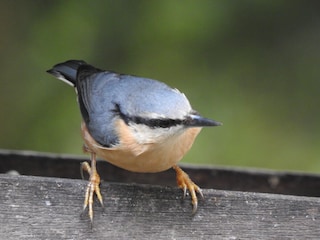 Viele Vögel at Eureka